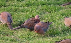 Streptopelia senegalensis senegalensis