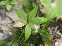 Lysimachia borealis