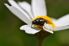 Chasmatopterus
