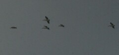 Pelecanus conspicillatus