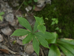 Medeola virginiana