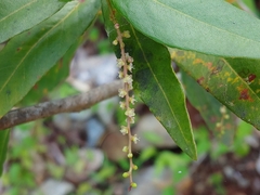 Coccoloba microstachya