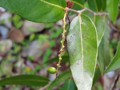 Coccoloba microstachya