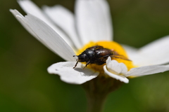 Chasmatopterus