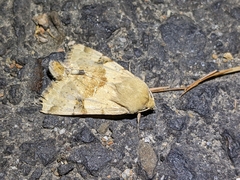 Heliothis phloxiphaga