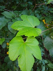 Vitis aestivalis