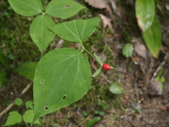 Trillium undulatum