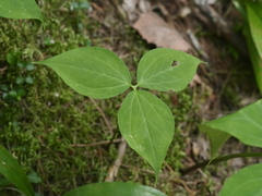 Trillium undulatum