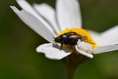 Chasmatopterus
