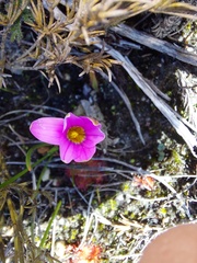 Romulea