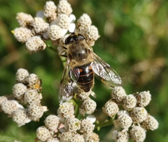 Eristalis tenax