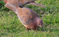 Streptopelia senegalensis senegalensis