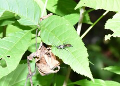 Cratichneumon sublatus