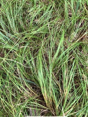 Festuca