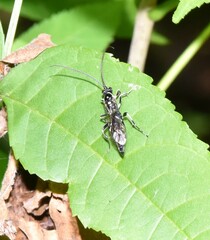 Cratichneumon sublatus
