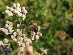 Eristalis tenax