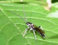 Cratichneumon sublatus