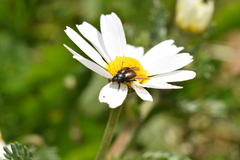 Chasmatopterus
