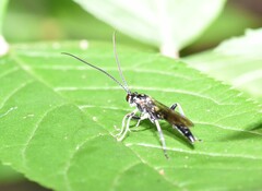 Cratichneumon sublatus