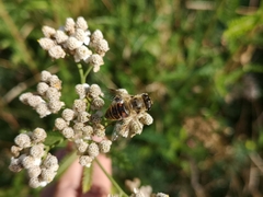 Eristalis tenax
