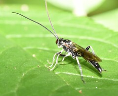 Cratichneumon sublatus