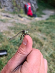 Onychogomphus forcipatus