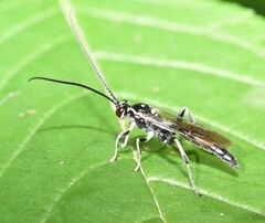 Cratichneumon sublatus