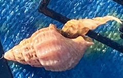 Ilyanassa trivittata