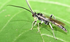 Cratichneumon sublatus