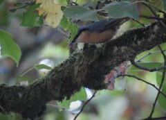 Sitta europaea