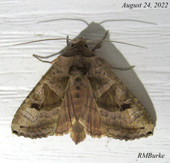 Phlogophora periculosa