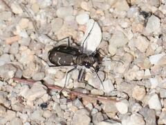 Cicindela duodecimguttata