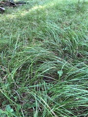 Festuca