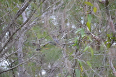 Calyptorhynchus lathami