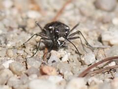 Cicindela duodecimguttata