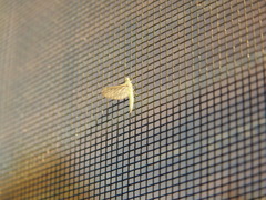 Callibaetis pictus