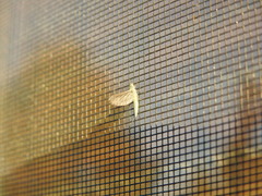 Callibaetis pictus