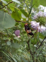 Volucella pellucens