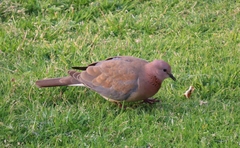 Streptopelia senegalensis senegalensis