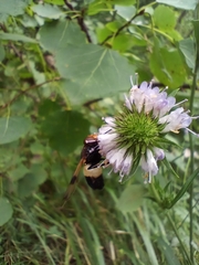 Volucella pellucens