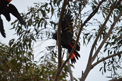 Calyptorhynchus lathami