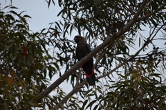 Calyptorhynchus lathami