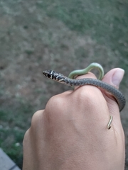 Hierophis viridiflavus