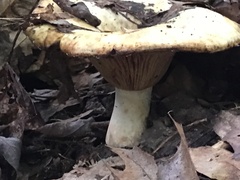 Lactarius psammicola