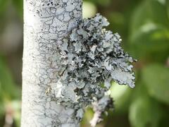 Platismatia tuckermanii