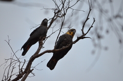 Calyptorhynchus lathami