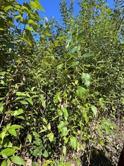 Populus trichocarpa