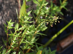 Lysimachia terrestris