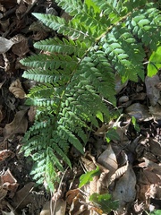Polystichum setiferum