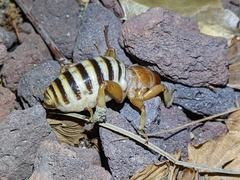 Ammopelmatus